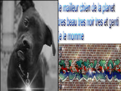 blackdog compagni